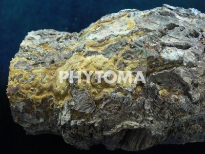 Phomopsis actinidiae